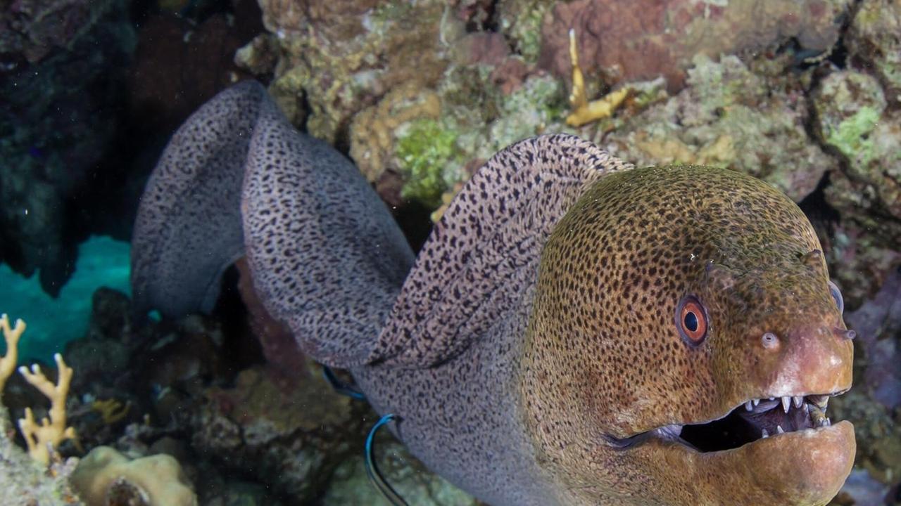 Ein Aal schwimmt zwischen Korallen.