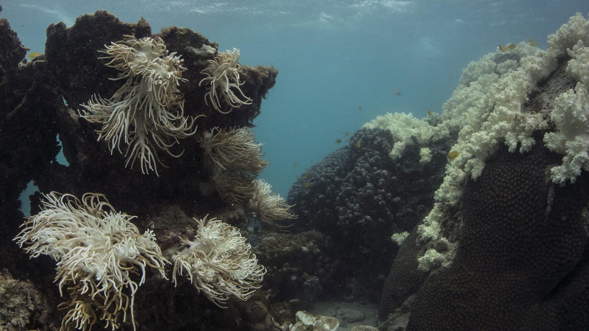 Great Barrier Reef, Auswirkungen des "Bleaching"