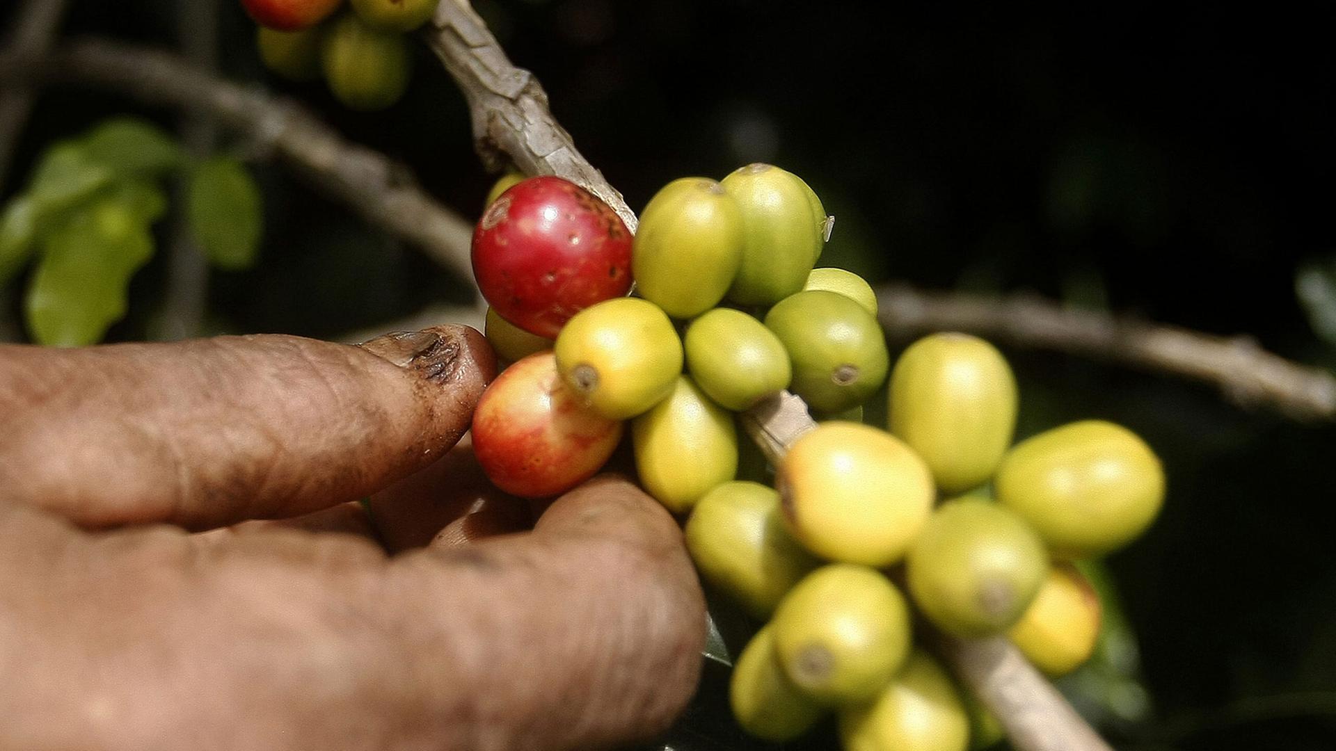 Ein Bauer pflückt Kaffeebohnen von einem Strauch in der kolumbianischen Provinz Antioquia