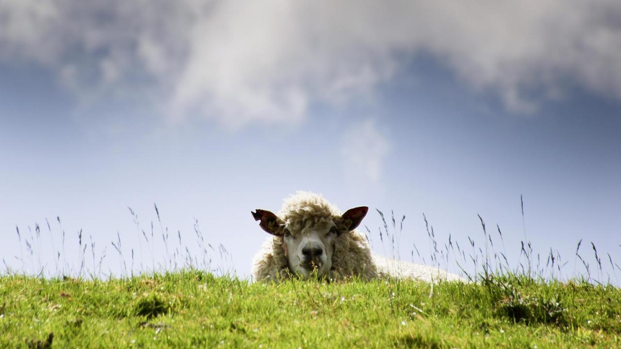 Ein Schaf schaut über den Deich bei Büsum im Juni 2015