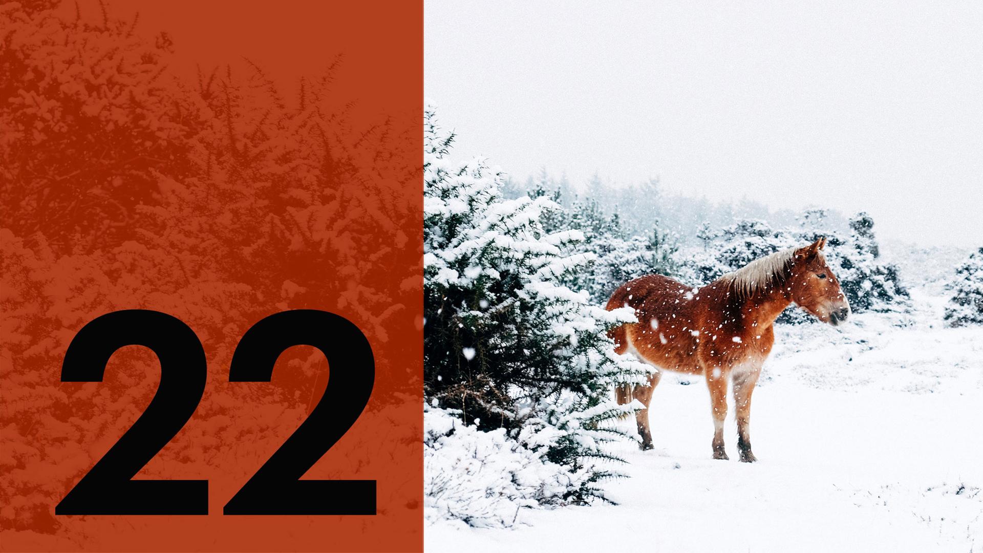 Im Hintergrund ein Pferd im Schnee, im Vordergrund die Zahl 22.