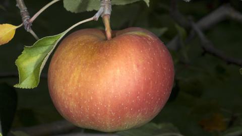 Ein Boskop-Apfel an einem Baum.