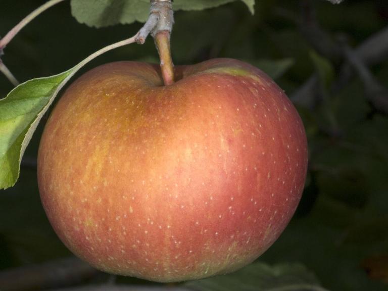 Ein Boskop-Apfel an einem Baum.