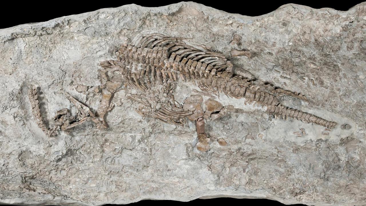 Das Skelett eines Plesiosauriers
