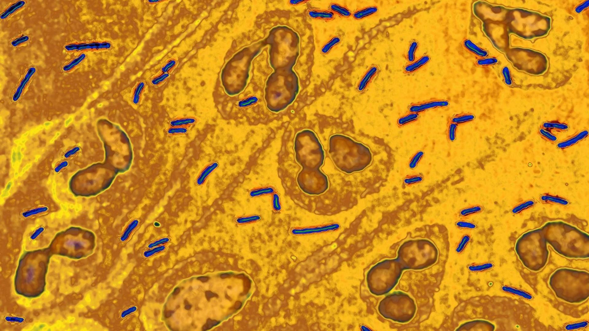 Mikroskopaufnahme von Escherichia coli-Bakterien