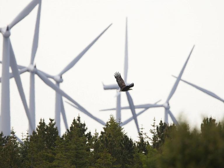 Windräder ragen in Mittelnorwegen bei Trondelag hinter einem Wald auf, über dem ein Seeadler fliegt.