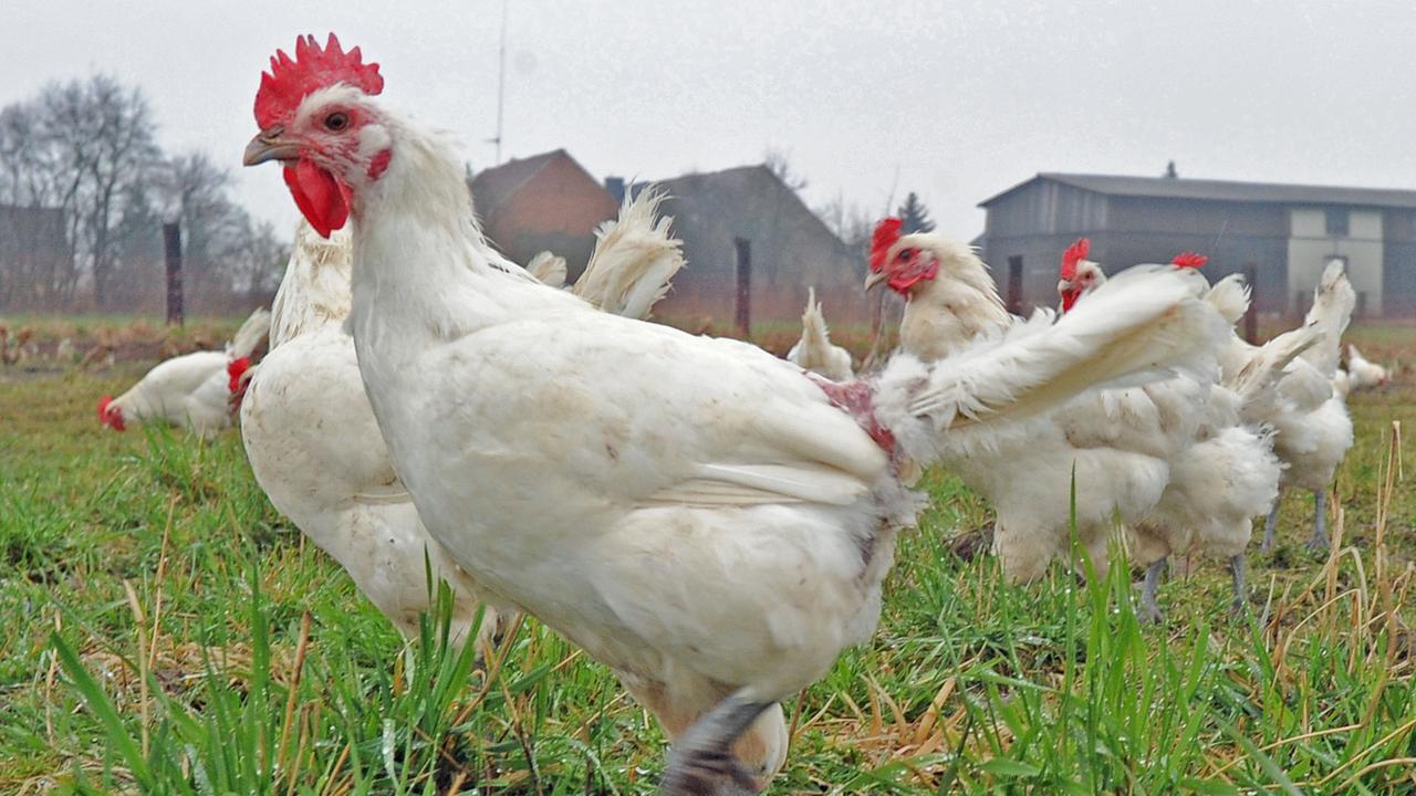 Hühner picken am Mittwoch (04.04.2012) in Hasenfelde (Landkreis Oder Spree) auf der Wiese vor ihrem mobilen Hühnerstall.