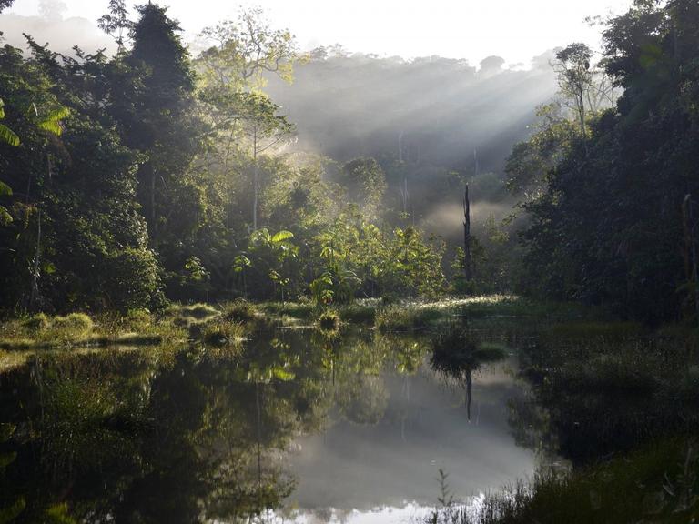 Ein kleiner See im Morgenlicht im Amazonas-Regenwald im brasilianischen Bundesstaat Pará.