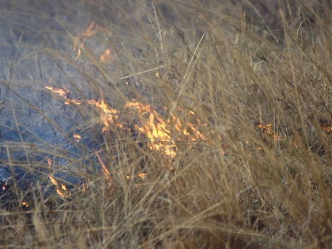 Wie Zunder brennt das trockene Savannengras. Wie Zunder brennt das trockene Savannengras.