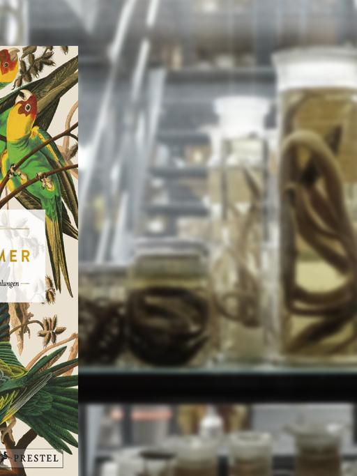 Buchcover Thijs Demeulemeester: "Wunderkammer". Im Hintergrund Exponate im Berliner Naturkundemuseum