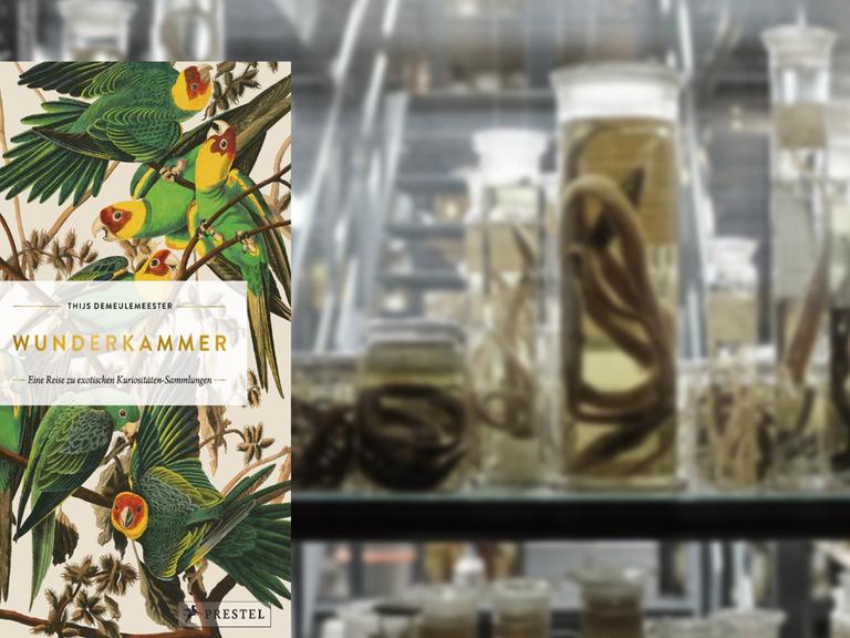 Buchcover Thijs Demeulemeester: "Wunderkammer". Im Hintergrund Exponate im Berliner Naturkundemuseum