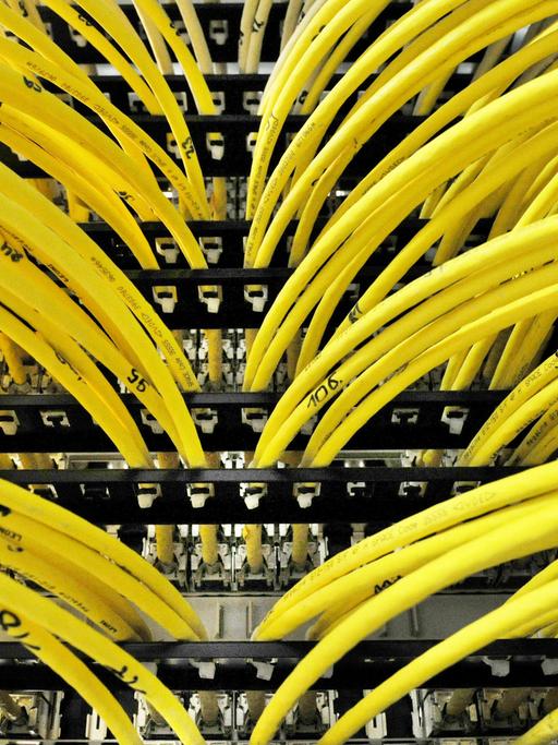 Zahlreiche Netzwerkkabel stecken in einem Serverraum in Berlin in einem Netzwerkverteiler.