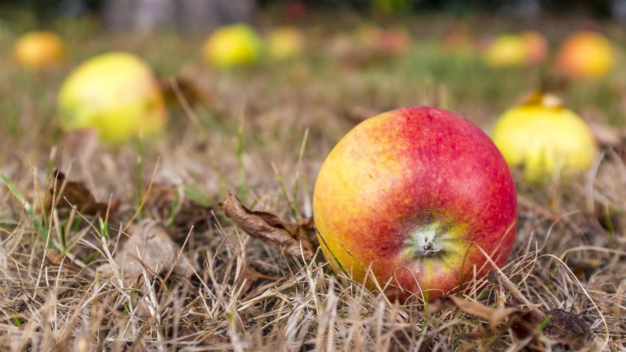 Ein roter Apfel liegt auf dem Boden, im Unschärfebereich dahinter sieht man, dass dort weitere Äpfel liegen. (Symbolbild)