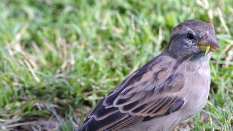 Ein Spatz 
