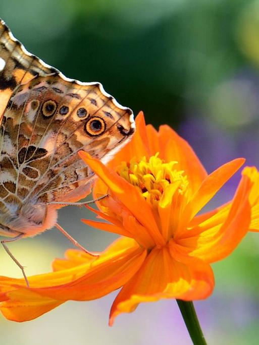 Ein Schmetterling auf einer Blüte