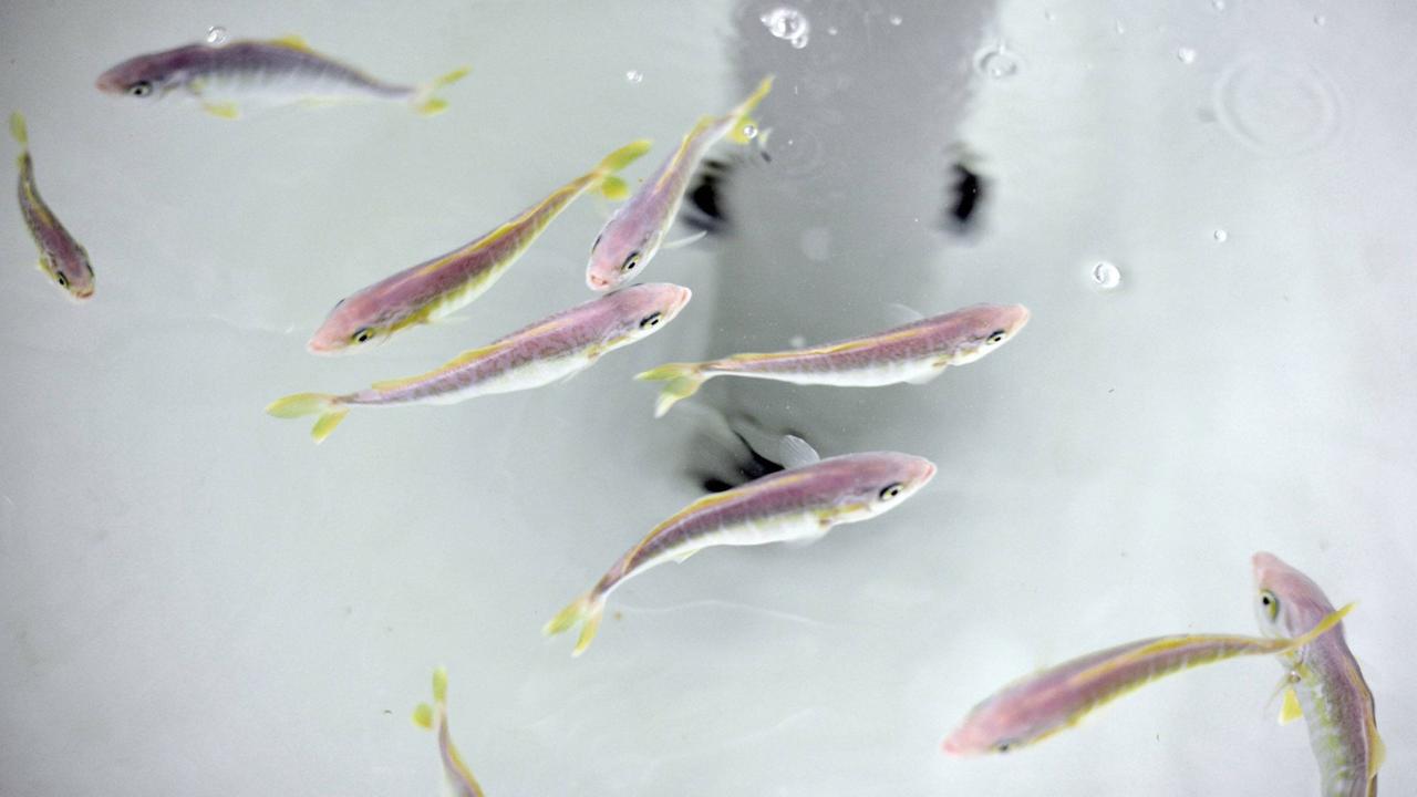 Junge Kingfische schwimmen in einem Becken in der Forschungsstation der Meeresfischzuchtanlage in Völklingen.