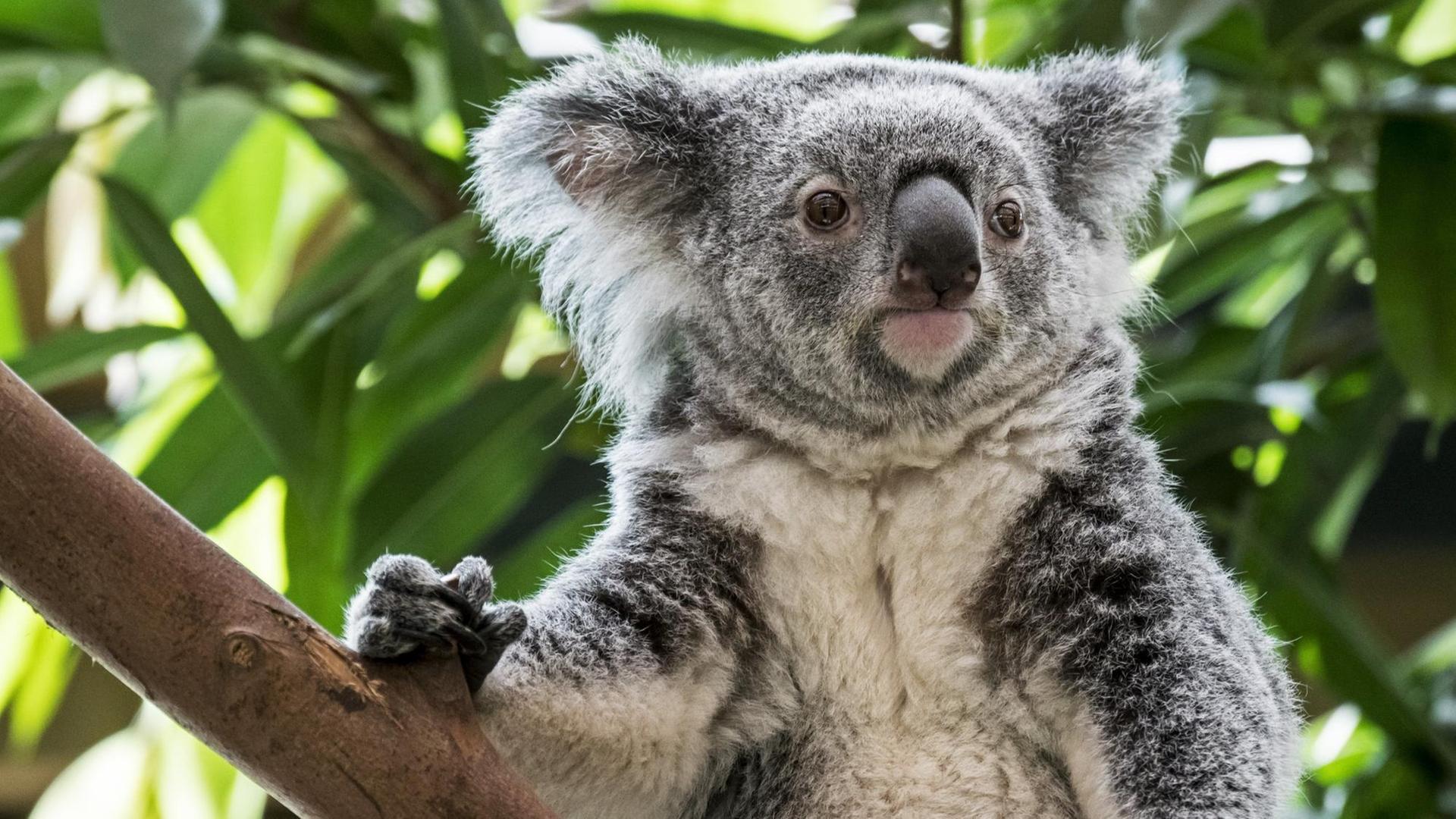 Ein Koala sitzt in einem Baum Ein Koala sitzt in einem Baum
