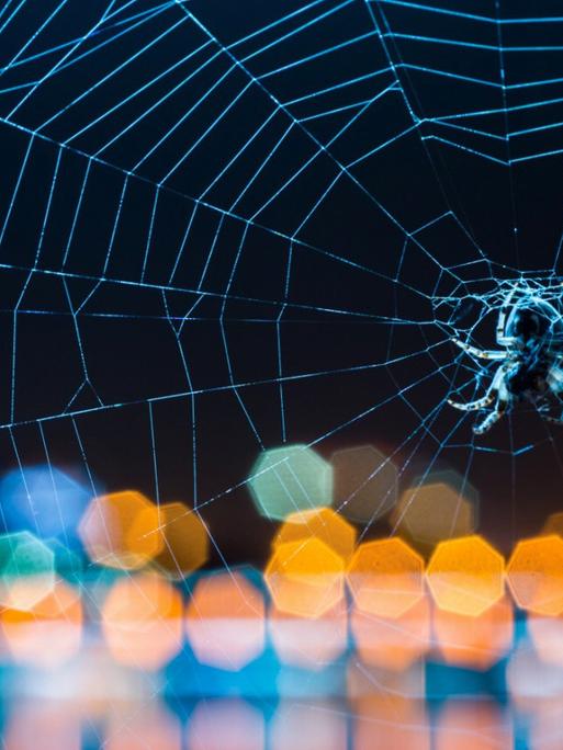 Eine Spinne im Netz vor dunklem Hintergrund, im Vordergrund bunte Lichter.