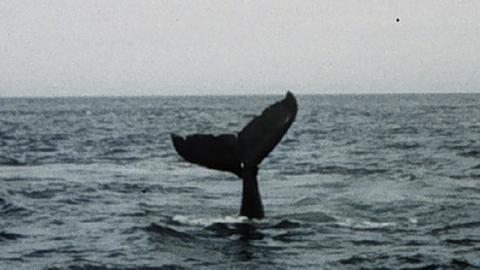 Tierschützer sehen auf der jüngsten Tagung der Walfangkommission mehr Rückschritt als Fortschritt