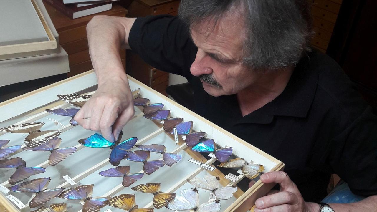 Der Bauker Rainer Seegers mit einigen seiner Schmetterlinge.