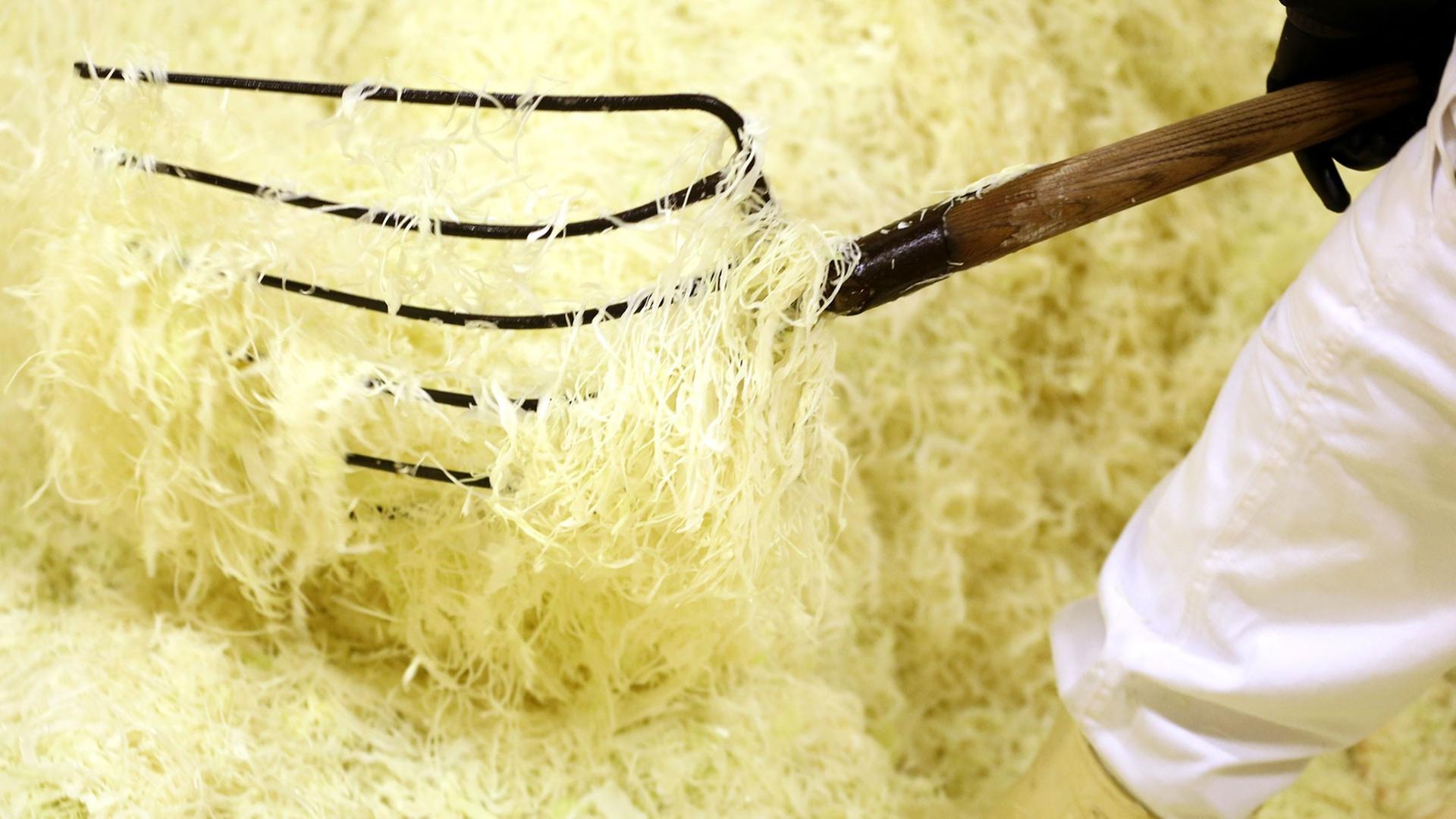 Geraspelten und gesalzenen Weißkohl für die Weiterverarbeitung zu Sauerkraut in einem "Sauerkrautbunker".