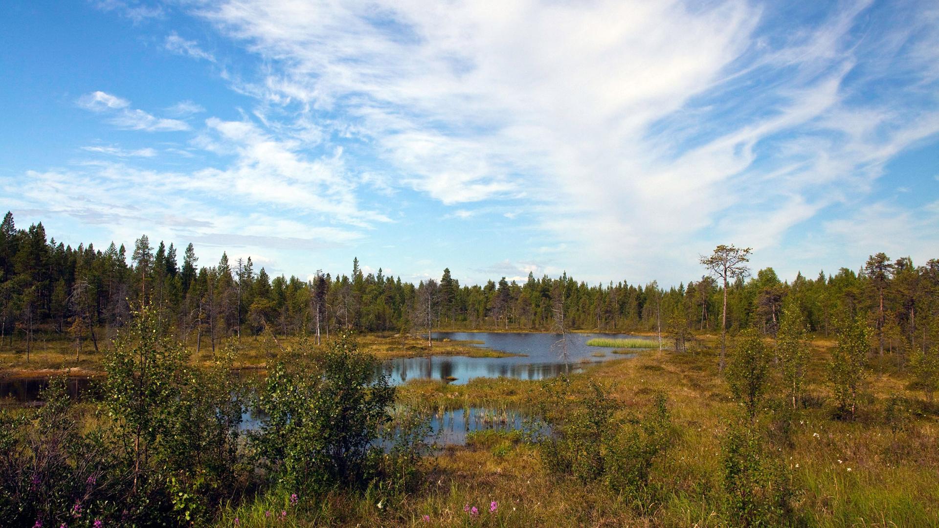 Ein idyllischer Waldsee im finnischen Lappland