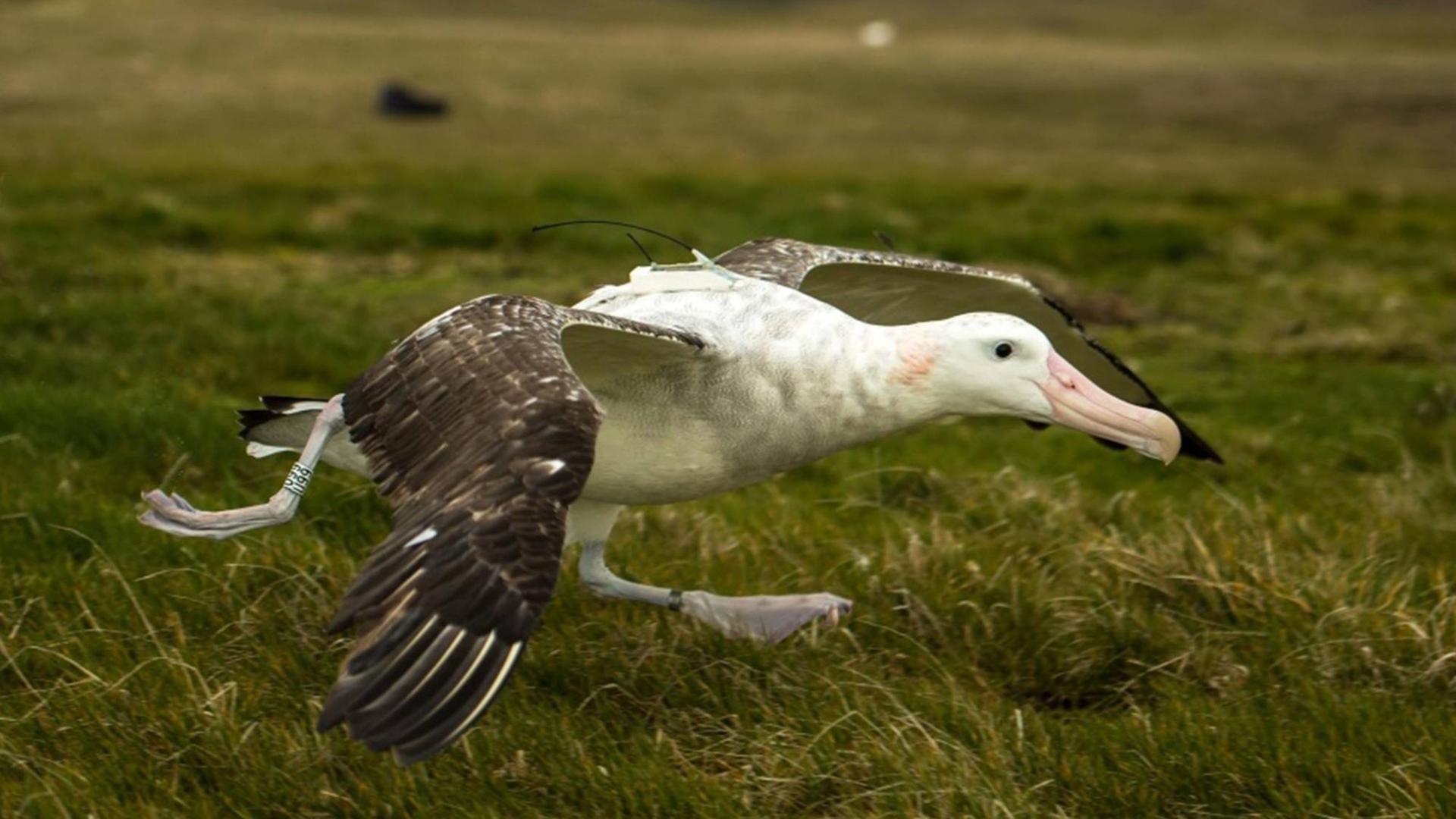 Wandering albatross taking off for the sea with a Centurion tag.