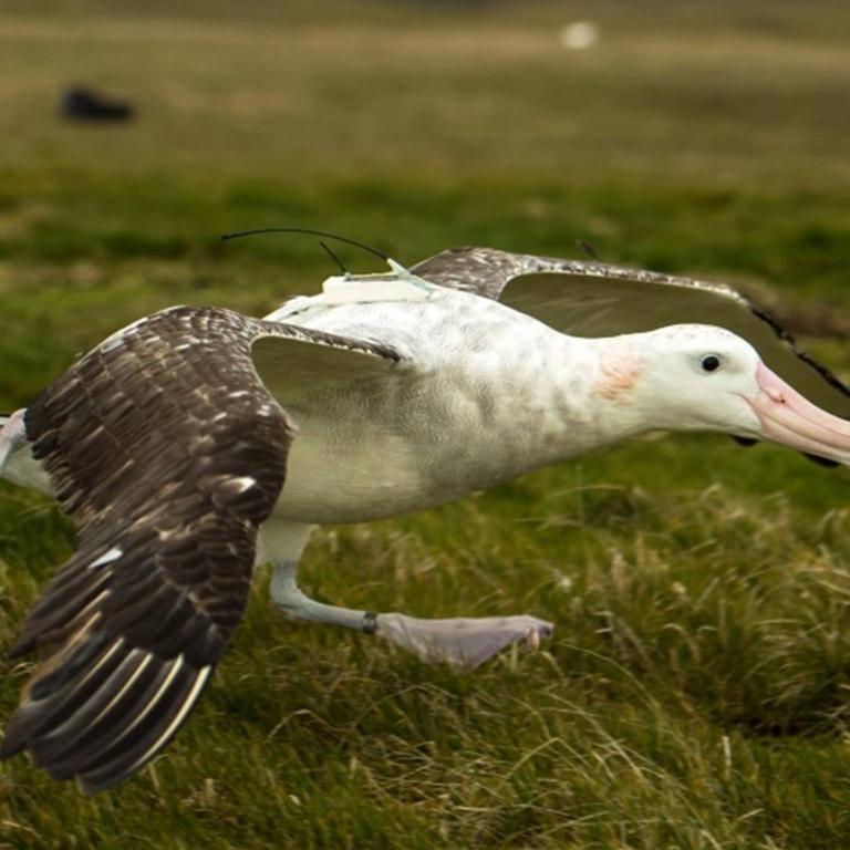 Wandering albatross taking off for the sea with a Centurion tag.