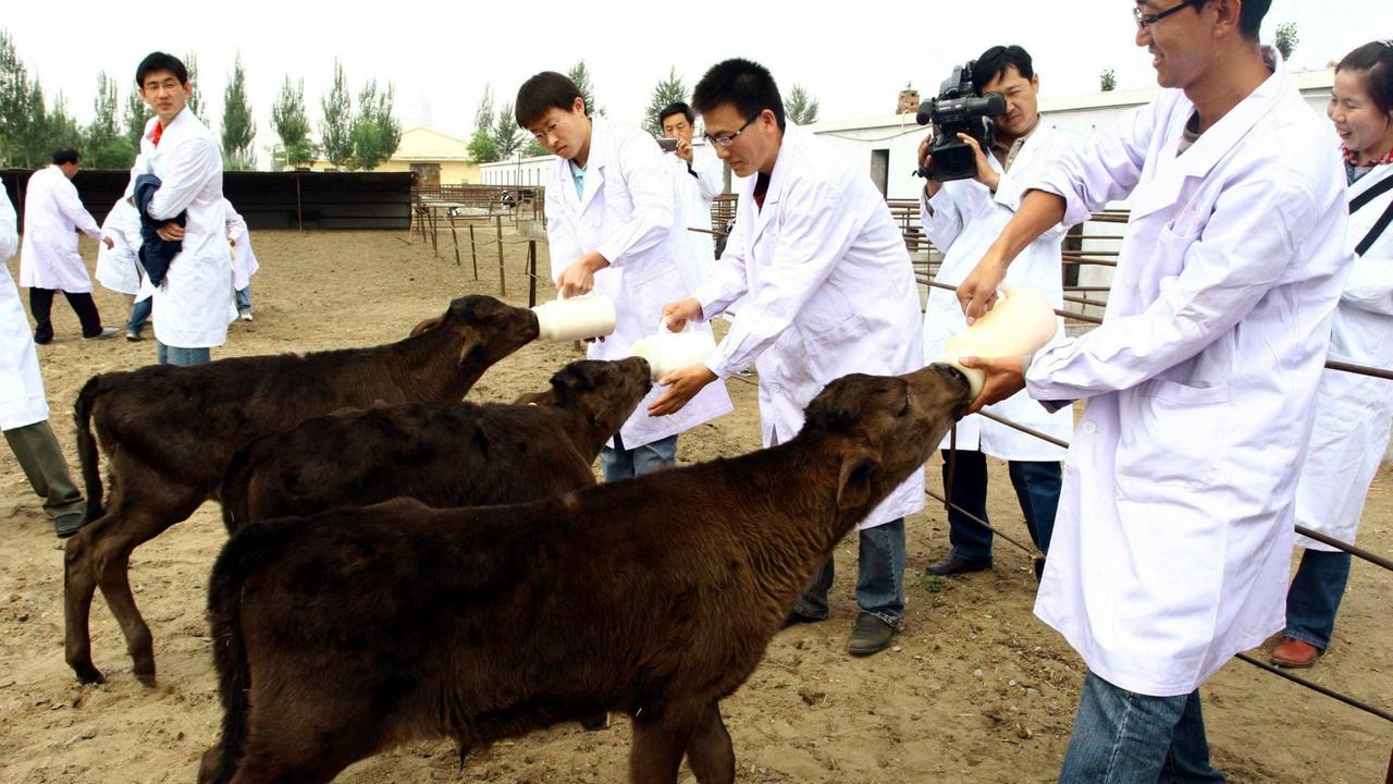 Drei chinesische Wissenschaftler in Kitteln füttern ihre drei geklonten dunkelbraunen Rinder mit einer Milchflasche.
