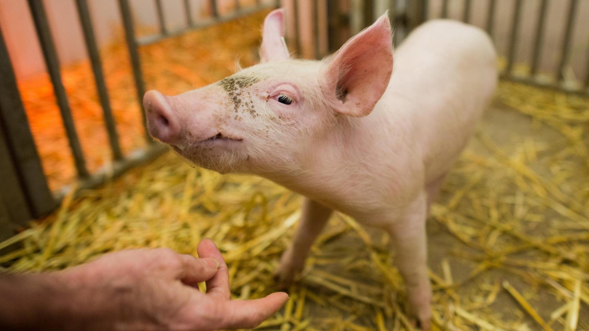 Ein Schwein steht am 30.01.2015 in der Klinik für kleine Klauentiere in der Tierärztlichen Hochschule (TiHo) in Hannover (Niedersachsen).