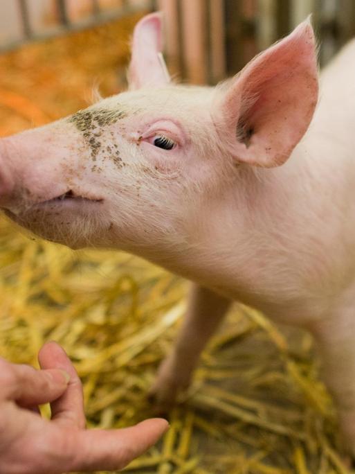 Ein Schwein steht am 30.01.2015 in der Klinik für kleine Klauentiere in der Tierärztlichen Hochschule (TiHo) in Hannover (Niedersachsen).
