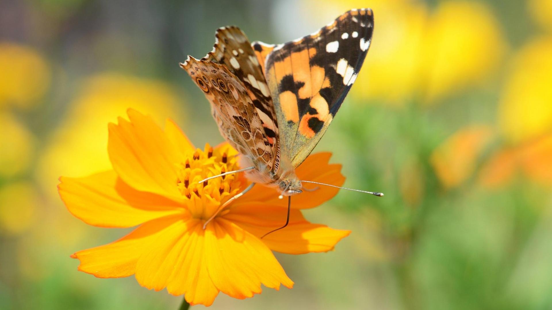 Ein Schmetterling, ein so genannter Kleiner Fuchs, saugt Nektar aus der Blüte einer Orange Cosmea.