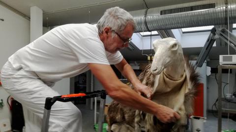 Tierpräparator Detlev Matzke bei der Arbeit im Naturkundemuseum in Berlin