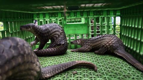 Pangoline in einem Käfig in Medan, Indonesien.