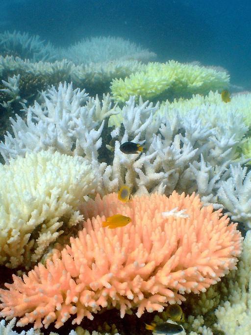 Korallen im Great Barrier Reef (Australien)