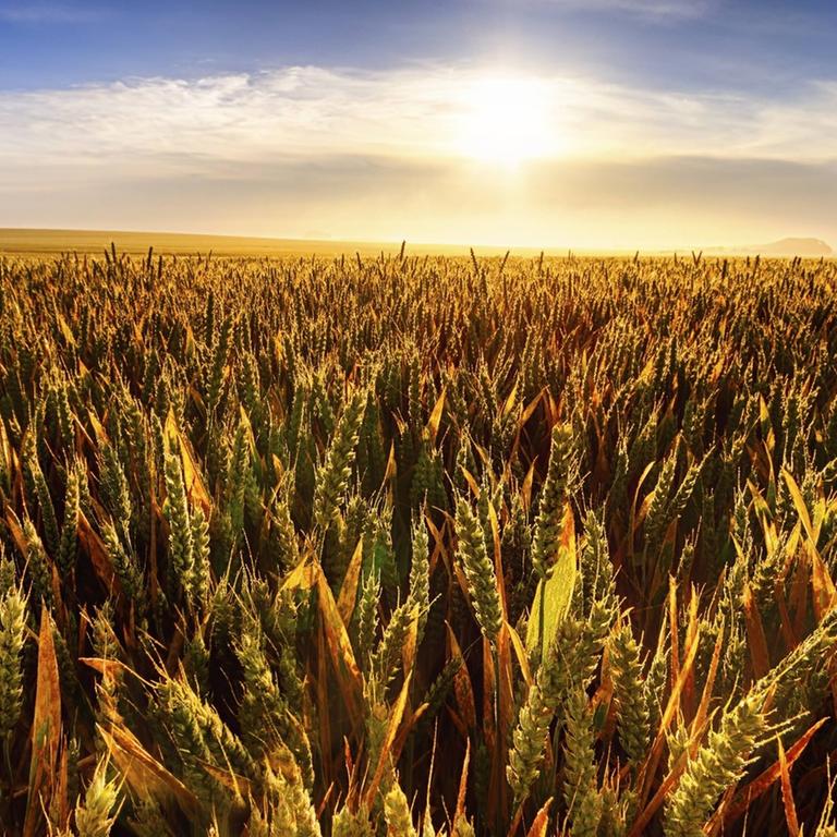 Ein Weizenfeld wird in East Lothian in Schottland gegen die Sonne aufgenommen.
