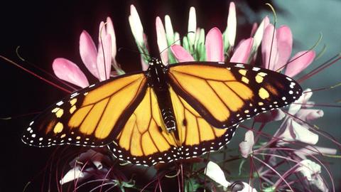 Ein Monarchfalter sitzt auf einer Blüte