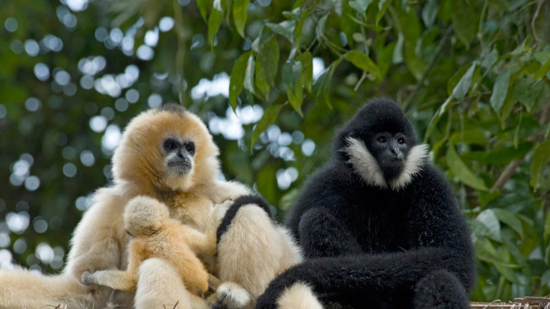 Ein blondes Weibchen mit seinem ebenfalls blonden Kind und der schwarze Vater, allesamt Nördliche Weißwangengibbons, sitzen auf einem Holzstapel.
