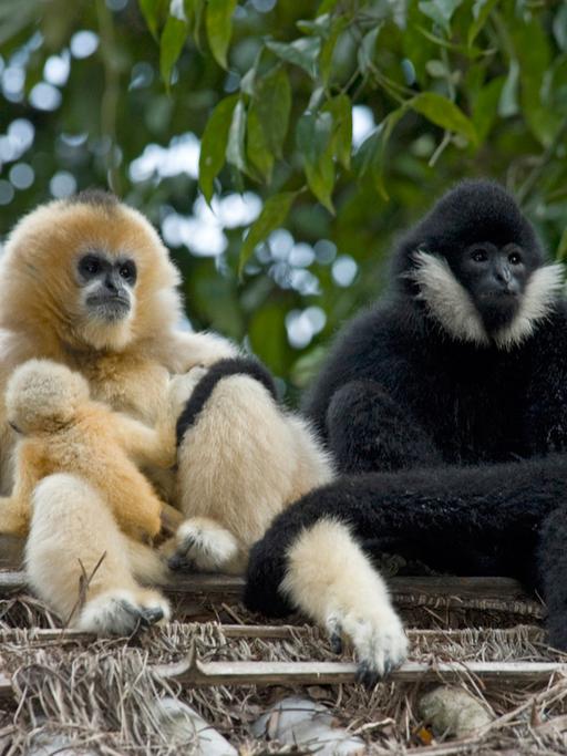 Ein blondes Weibchen mit seinem ebenfalls blonden Kind und der schwarze Vater, allesamt Nördliche Weißwangengibbons, sitzen auf einem Holzstapel.