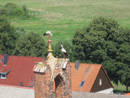 Storche auf Burg Ziesar Storche auf Burg Ziesar