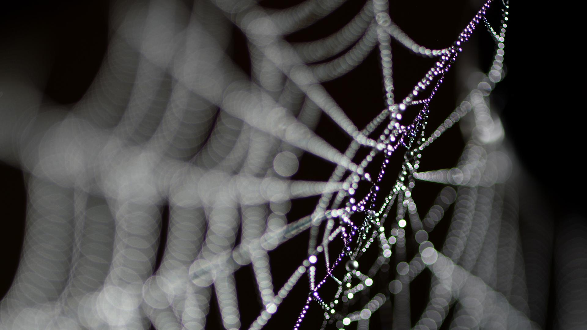 Tautropfen hängen an einem Spinnennetz