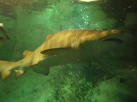 Der Sandtigerhai hat eine unvorteilhafte Fortpflanzungsmethode.