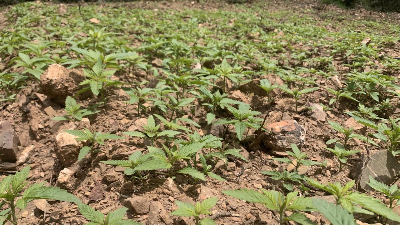 Viele kleine grüne Pflanzen wachsen aus einem trockenen Erdboden in einem Feld.