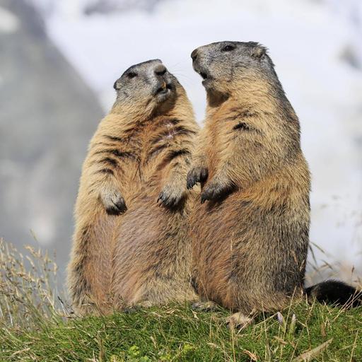 Zwei stehende Alpenmurmeltiere vor Bergpanorama, die aussehen als würden sie sich unterhalten. (Nationalpark Hohe Tauern).