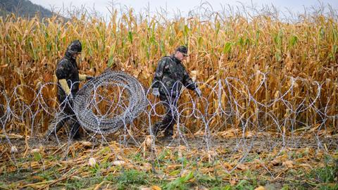 Zwei Soldaten verlegen Stacheldraht auf einer Wiese, im Hintergrund ein Maisfeld.
