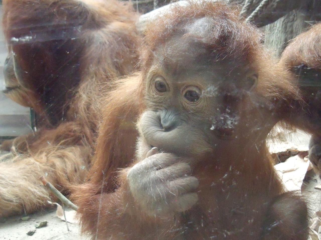 Ein Orang-Utan-Kind im Leipziger Zoo