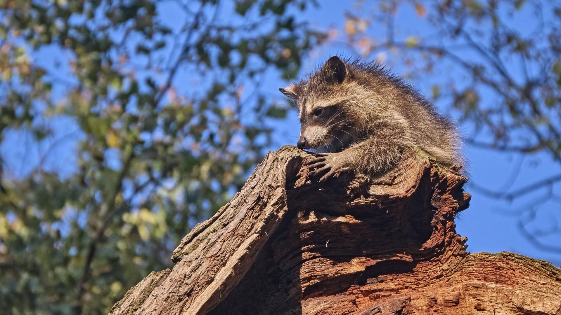 Nordamerikanischer Waschbär, Procyon lotor, sitzt auf einem Baumstumpf. Nordamerikanischer Waschbär, Procyon lotor, sitzt auf einem Baumstumpf.