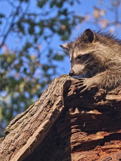 Nordamerikanischer Waschbär, Procyon lotor, sitzt auf einem Baumstumpf. Nordamerikanischer Waschbär, Procyon lotor, sitzt auf einem Baumstumpf.
