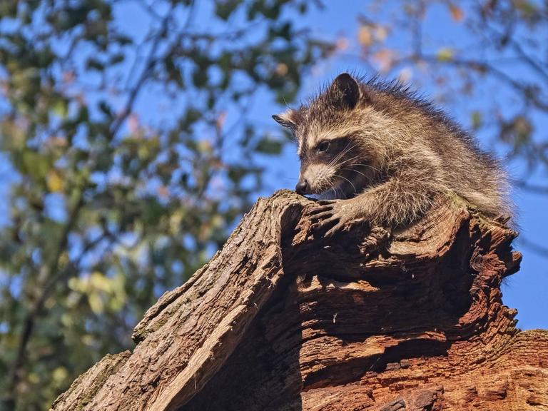 Nordamerikanischer Waschbär, Procyon lotor, sitzt auf einem Baumstumpf. Nordamerikanischer Waschbär, Procyon lotor, sitzt auf einem Baumstumpf.