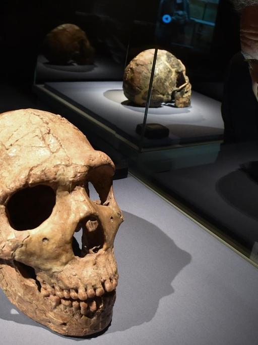 Kurator Friedemann Schrenk betrachtet am 08.10.2015 im Hessischen Landesmuseum in Darmstadt (Hessen) einen 70 000 - 53 000 Jahre alten Schädel eines "Homo neanderthalensis". Das Fossil wurde im Juli 1961 in einer Kalksteinhöhle am Wadi Amud (Israel) gefunden.